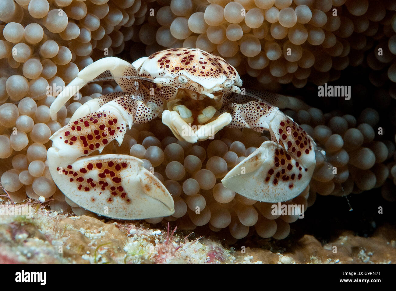 Anemone Porcelain crab, IndoPacific / (Neopetrolisthes maculatus Stock