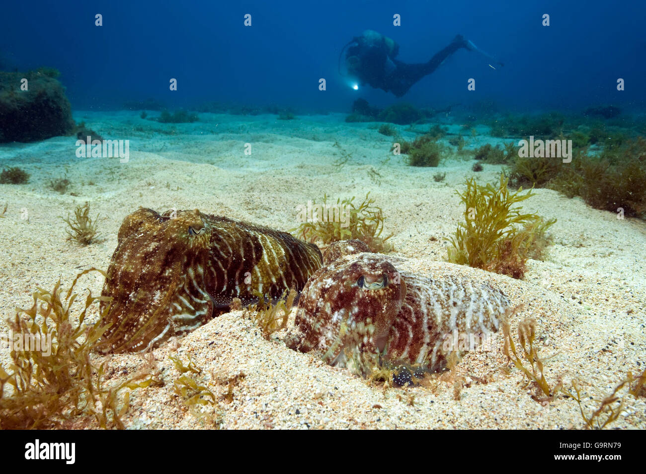 diver and cuttlefish, squid, canary islands, atlantic / (Sepia officinalis) Stock Photo