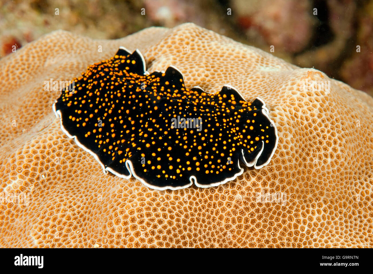 Flatworm, Yap, Micronesia, Pacific / (Thysanzoon nigropapilosus) Stock Photo