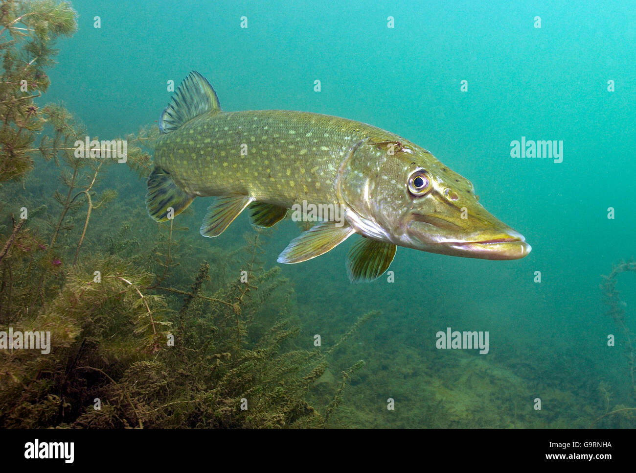 Northern pike / (Esox lucius) Stock Photo