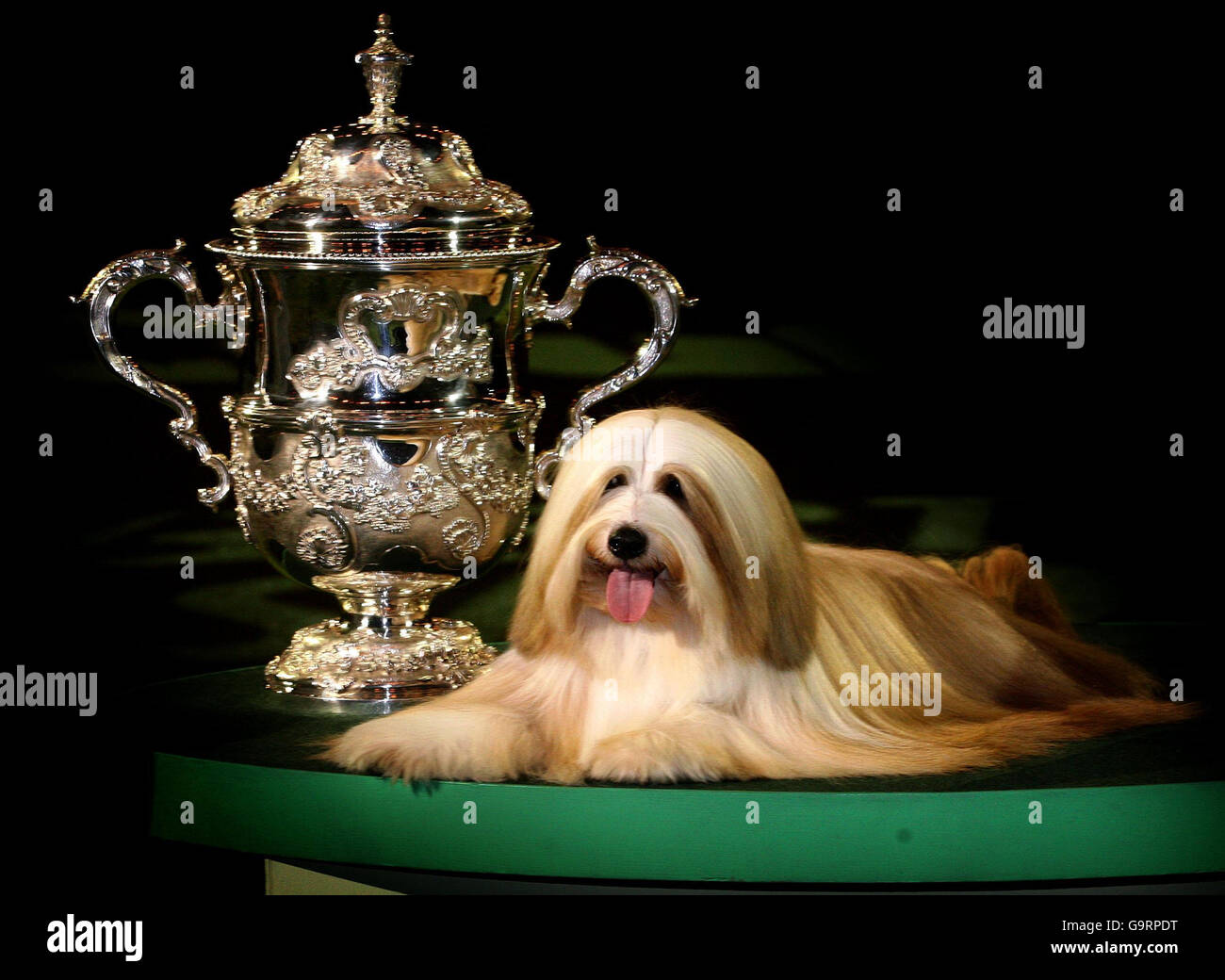 Crufts best in show champion hires stock photography and images Alamy