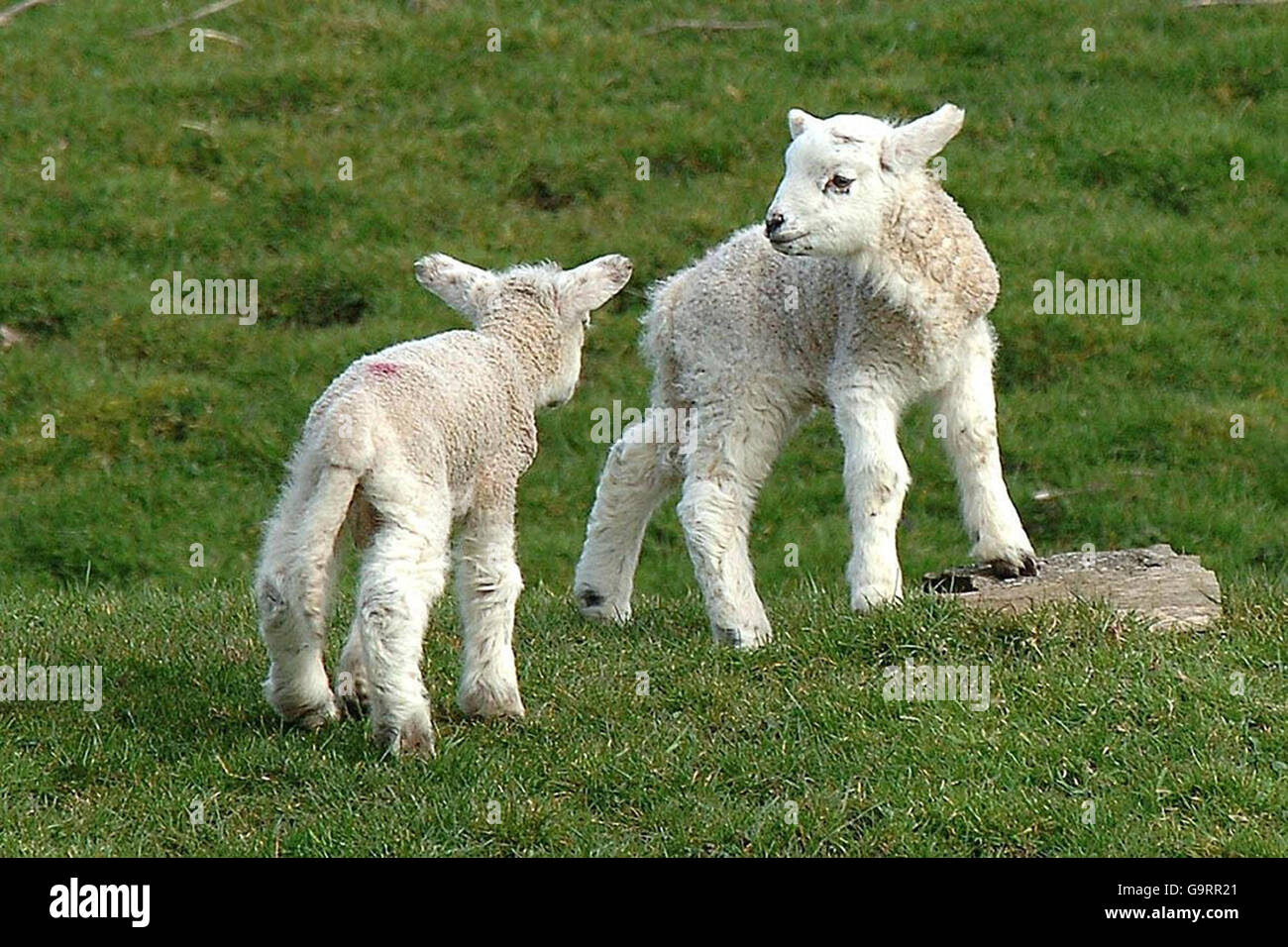 New born lambs relax in the sunshine in the Pennines, in stark contrast to the weather this time last year, where heavy snow covered much of the area. Stock Photo