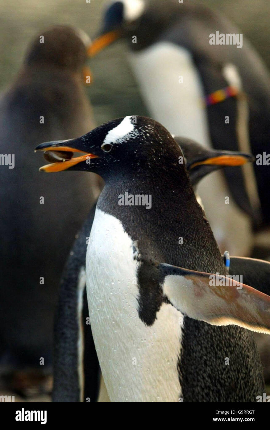 STANDALONE Edinburgh Zoo's Gentoo penguins begin their courtship