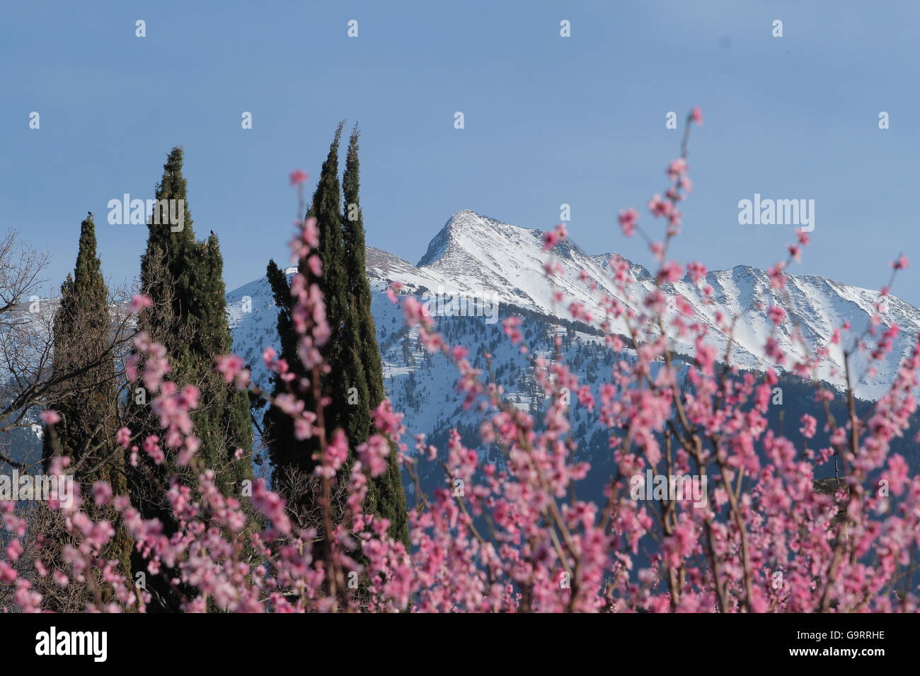 Mountains with snow and flowers Stock Photo