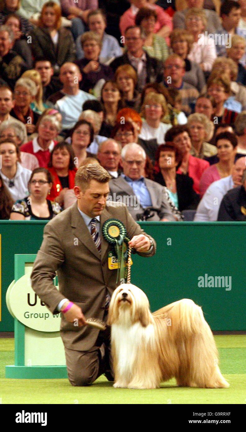 Araki Fabulous Willy, a Tibetan Terrier, is judged before being named as Best In Show at Crufts 2007 at the NEC in Birmingham. Stock Photo