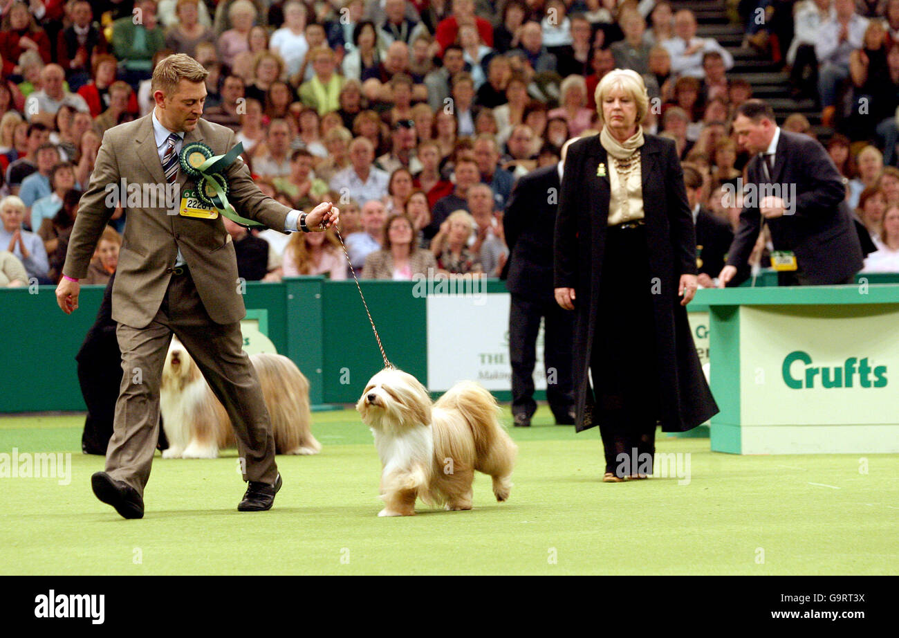 Araki Fabulous Willy, a Tibetan Terrier, is judged by Zena Thorn-Andrews before being named as Best In Show at Crufts 2007 at the NEC in Birmingham. Stock Photo