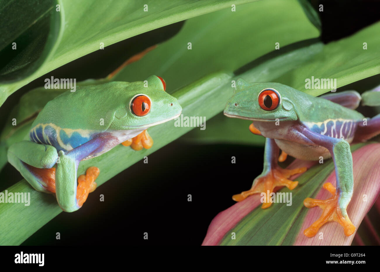 Two red-eyed tree frogs Stock Photo