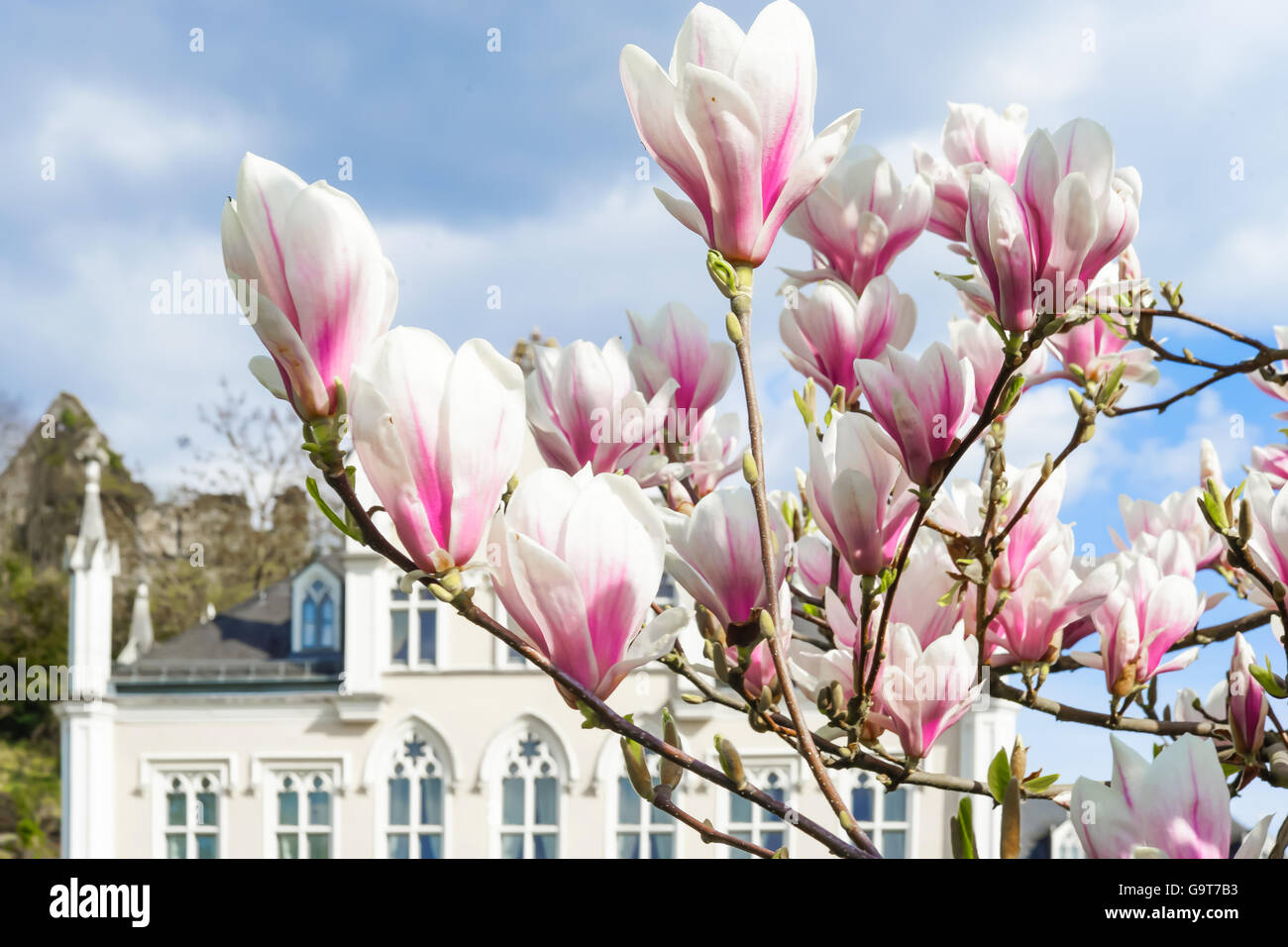 Magnolia blossoms and palace in spring time in front at a castle Stock Photo