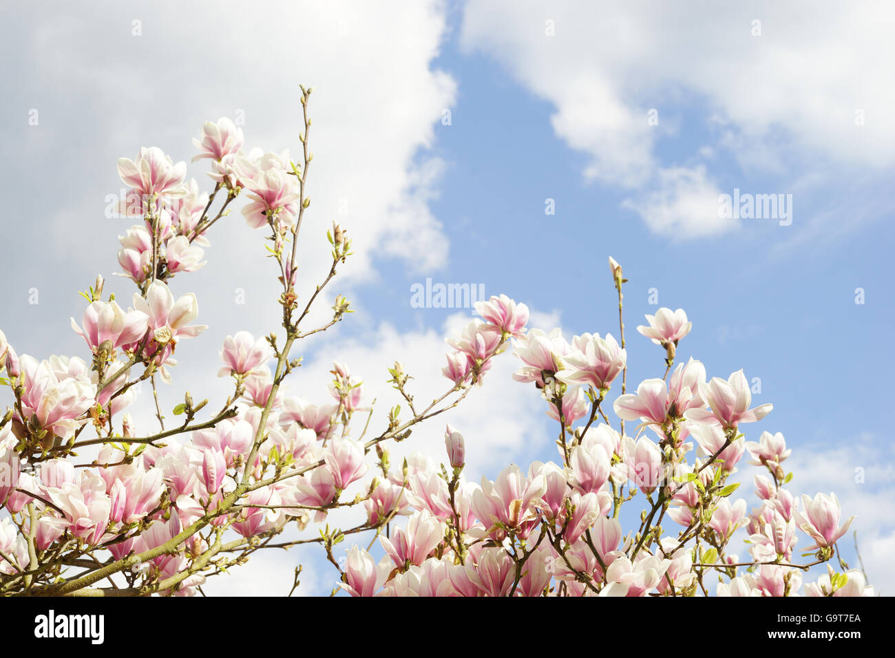Magnolia blossom in front of blue and cloudy spring sky Stock Photo - Alamy