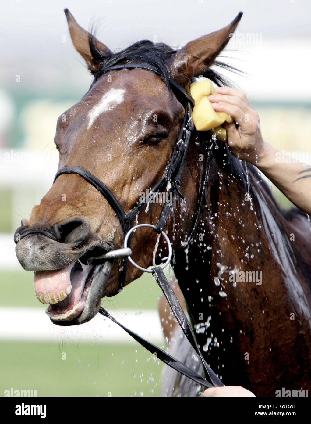 A horse gets cooled down in the sunshine, after the fourth race, at Aintree racecourse in Liverpool, on the day of the 160th Grand National. Stock Photo