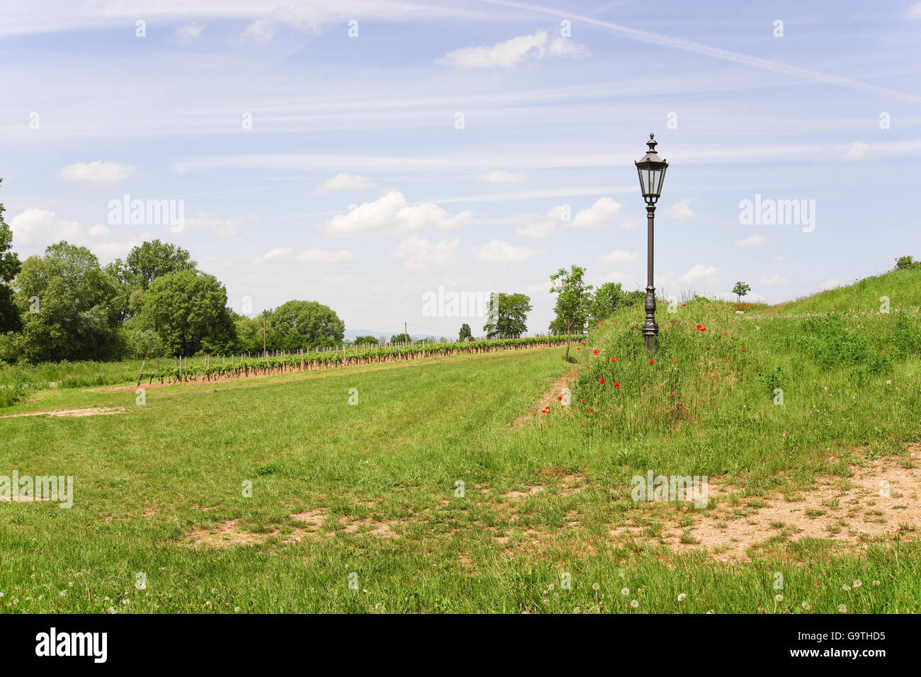 Germanys greatest winegrowing area rhine-hesse in springtime Stock Photo