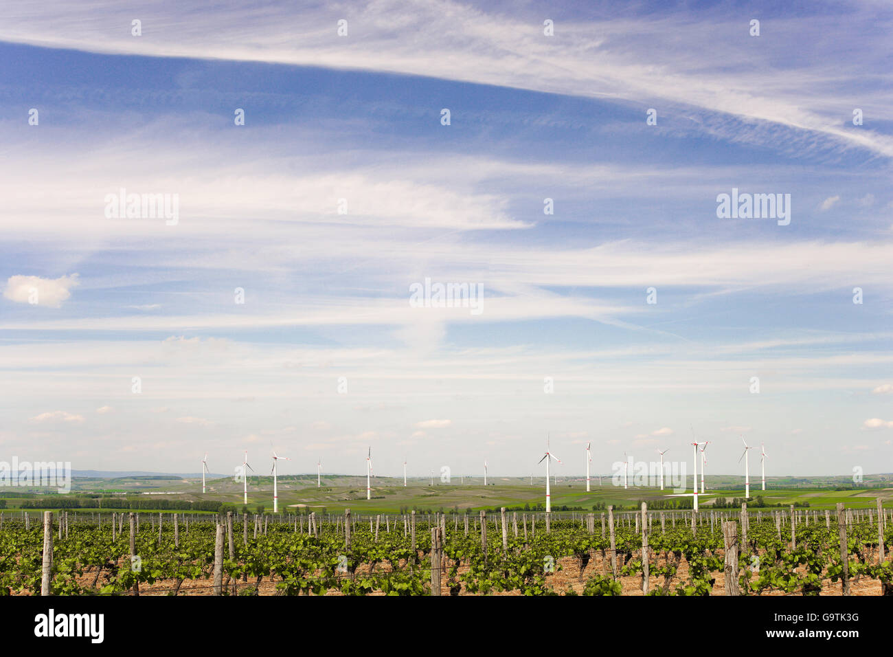 Germanys greatest winegrowing area rhine-hesse in springtime with windmills Stock Photo