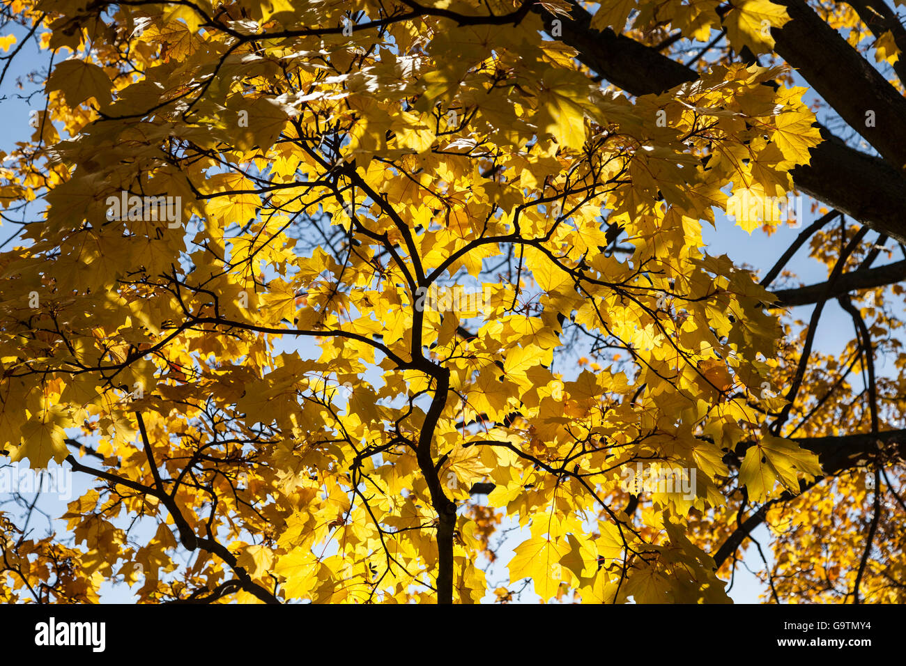 Yellow autumn leaves on tree Stock Photo - Alamy