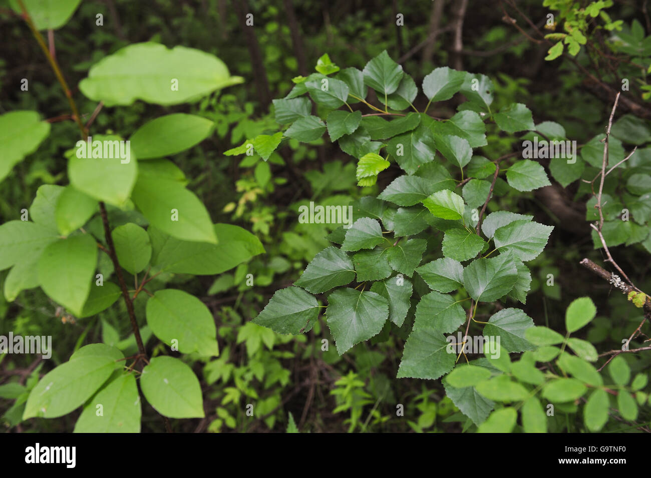 Birch branches green leaves hi-res stock photography and images - Alamy