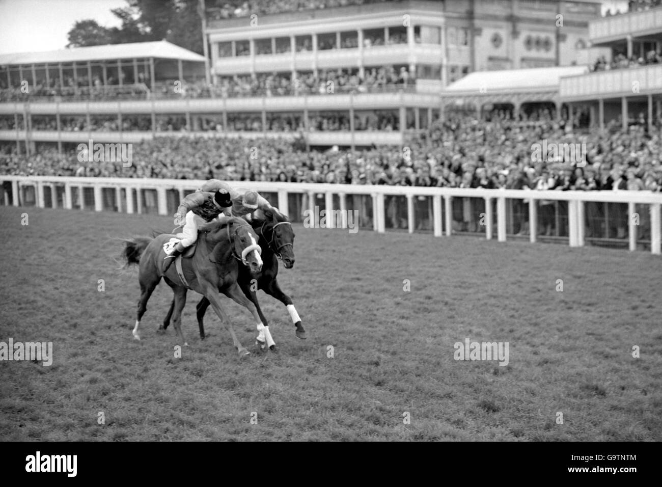 Aureole horse hires stock photography and images Alamy