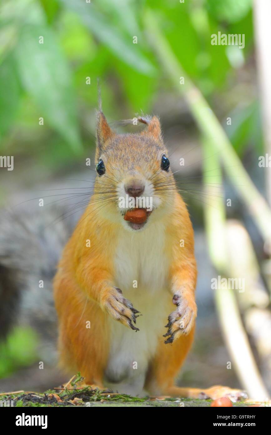 excited squirrel