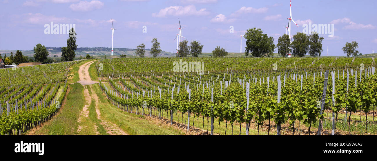 Germanys greatest winegrowing area rhine-hesse in springtime with windmills Stock Photo