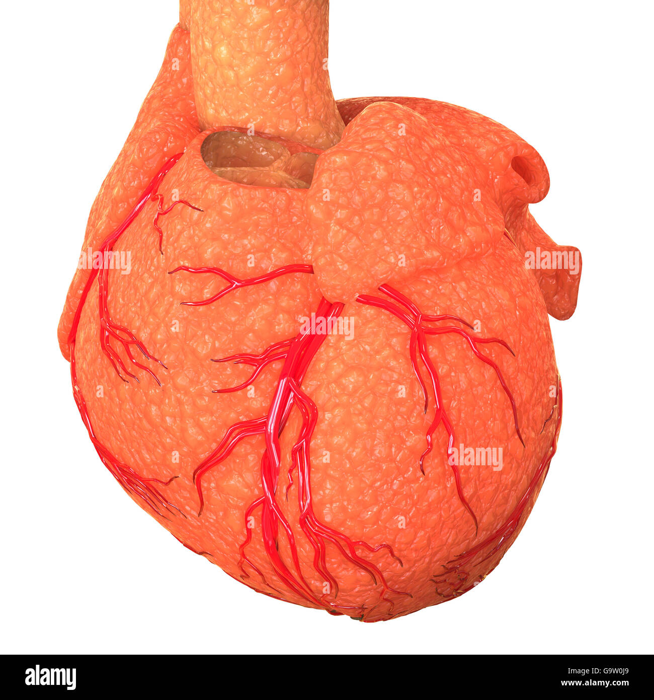 Human Cardiovascular System Heart Anatomy Stock Photo