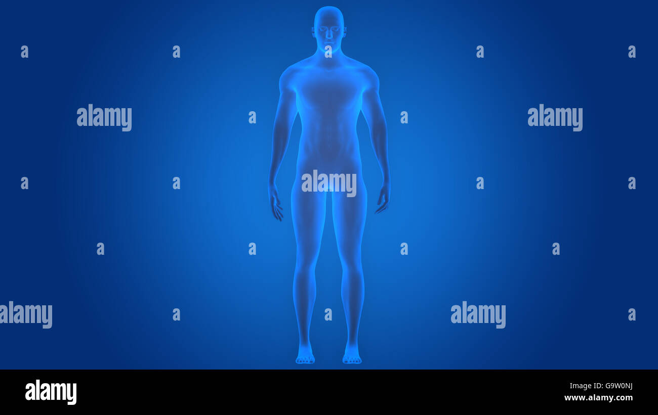Human Male Muscle Body Anatomy Stock Photo - Alamy