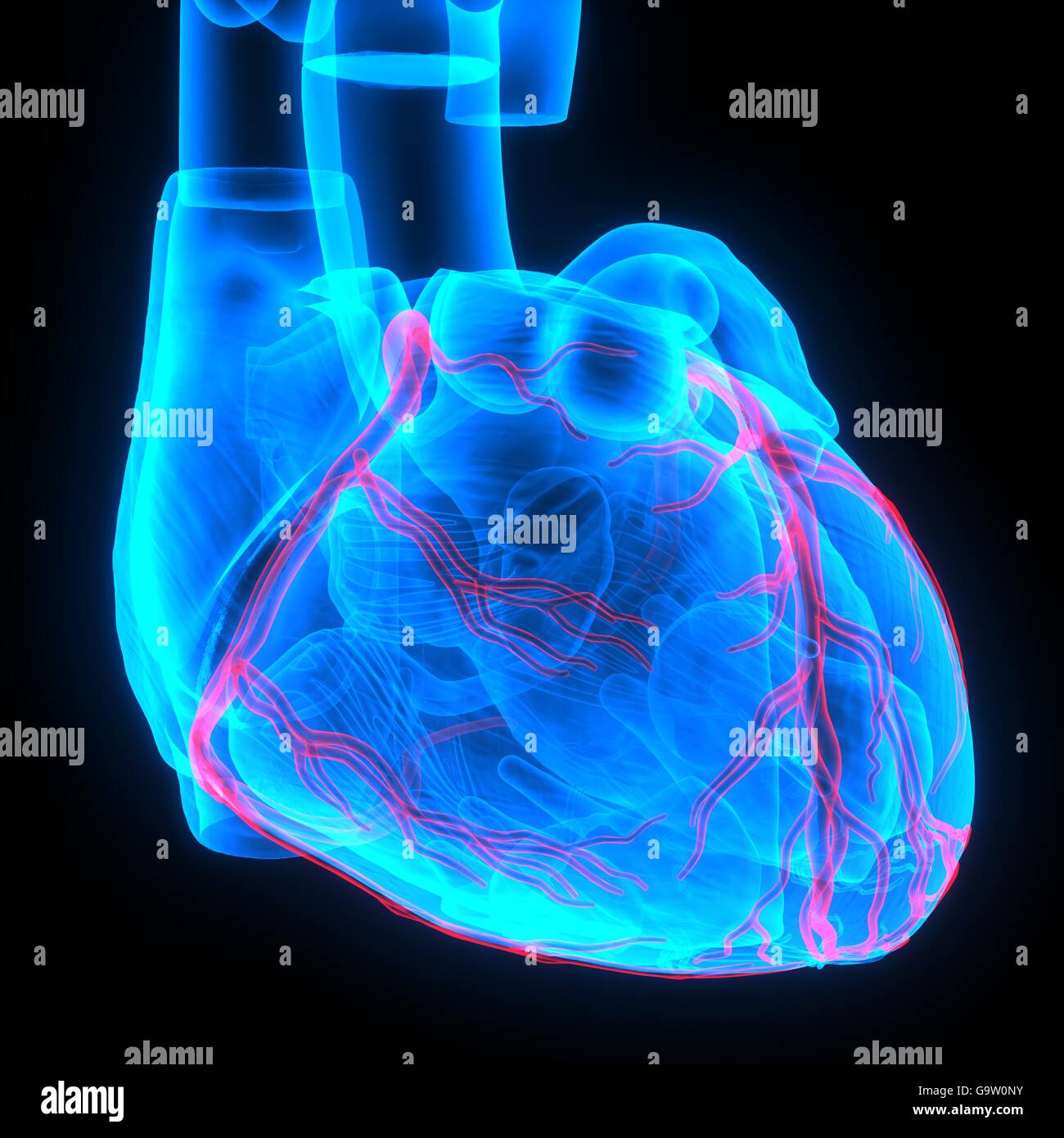 Human Cardiovascular System Heart Anatomy Stock Photo