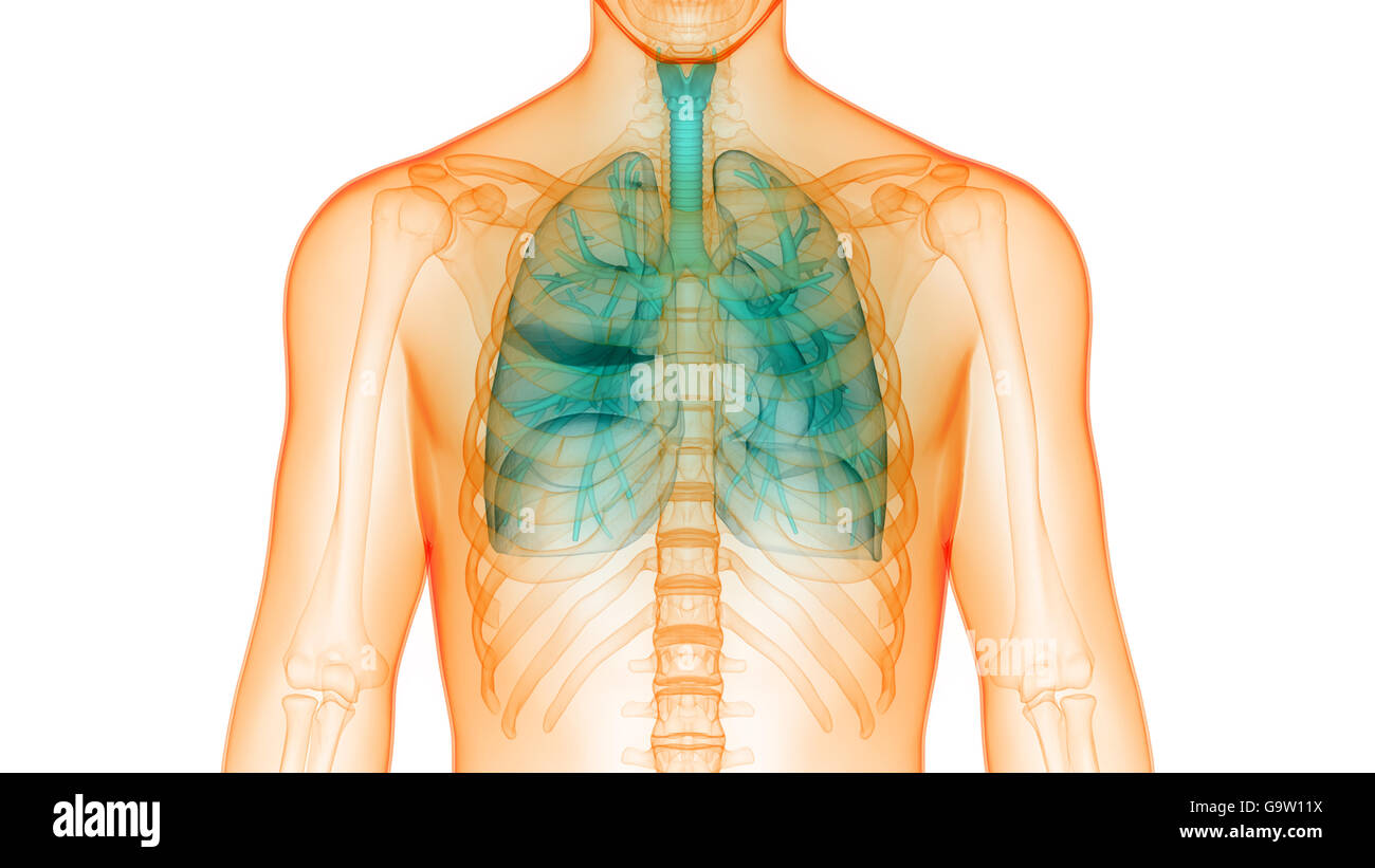 Human Body Organs (Lungs Anatomy) Stock Photo