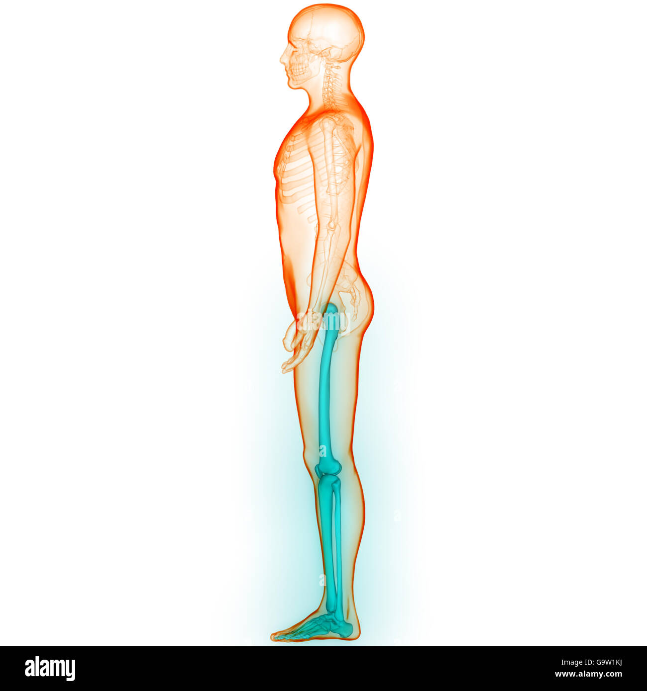 Human Body Bone Joint Pains (Leg Joints Stock Photo Alamy