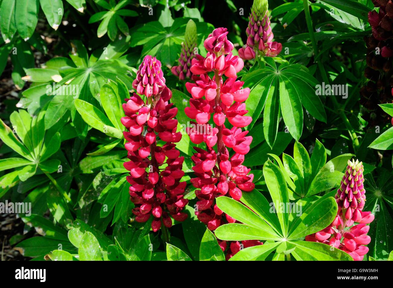 Red lupin flowers Lupinus polyphyllus My Castle Band of Noble series Stock Photo