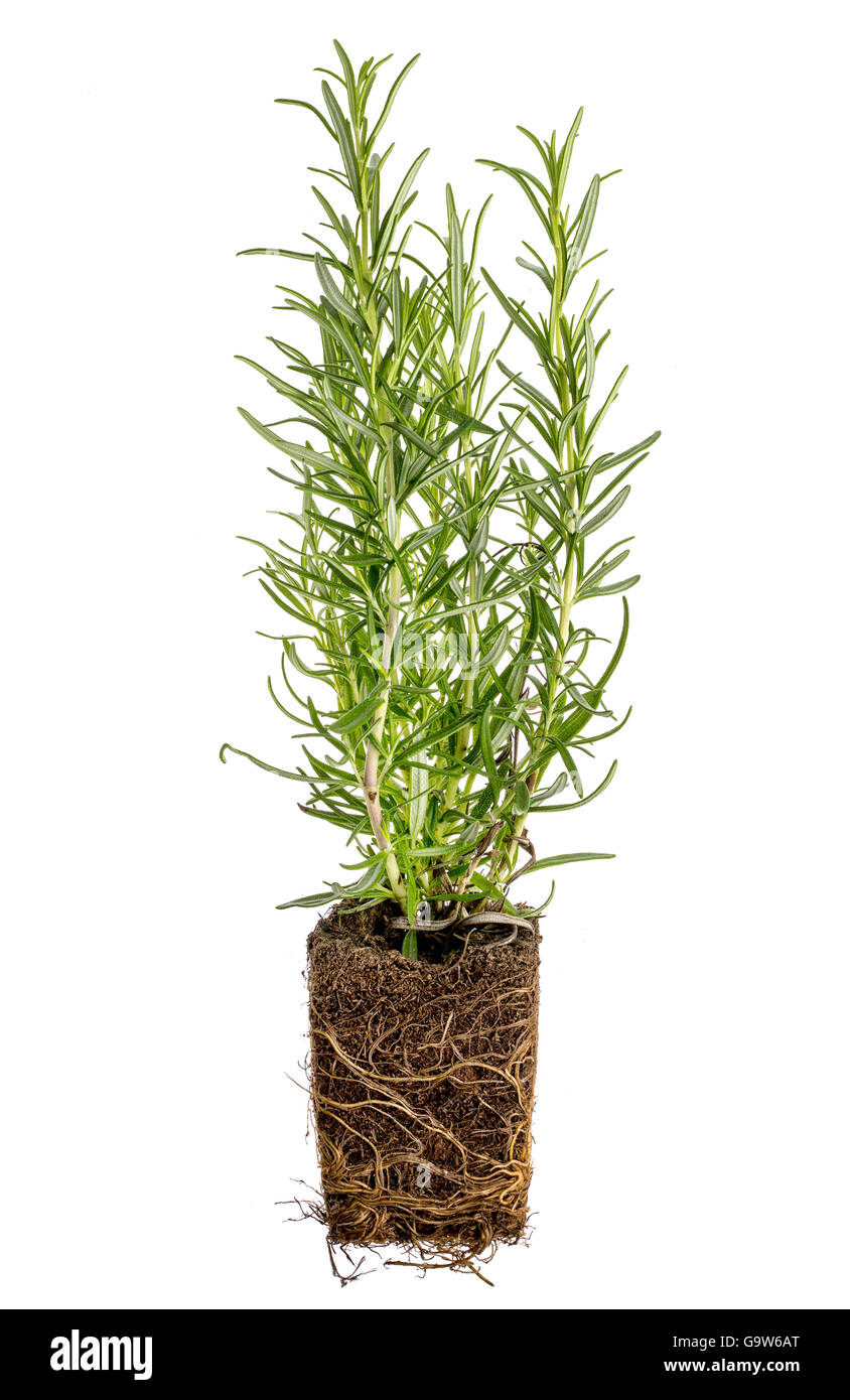 new rosemary plant with roots taken out of the pot for planting, isolated on white Stock Photo