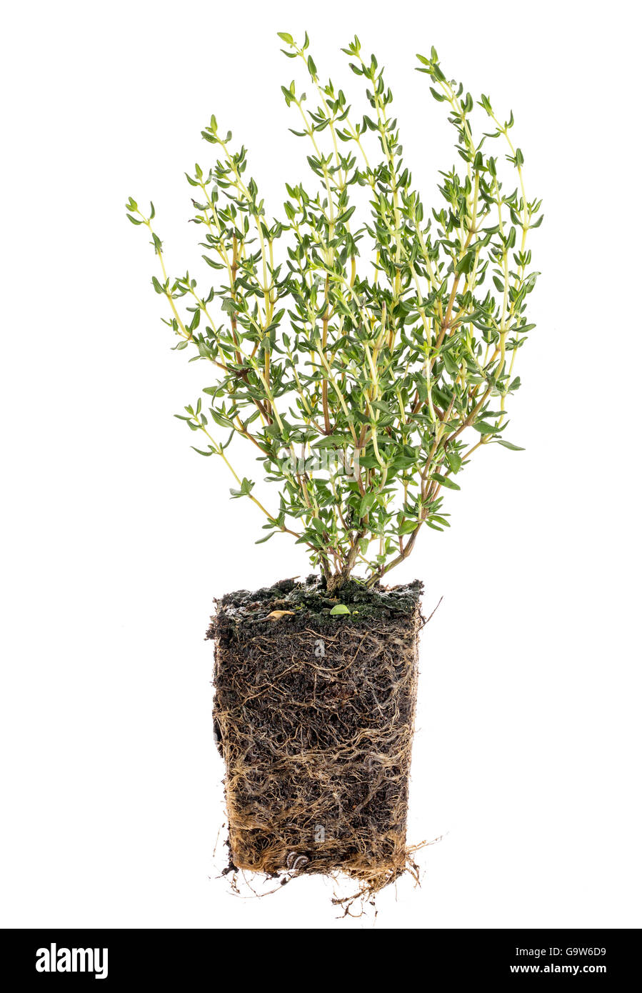 new French thyme plant with roots taken out of the pot for planting, isolated on white Stock Photo