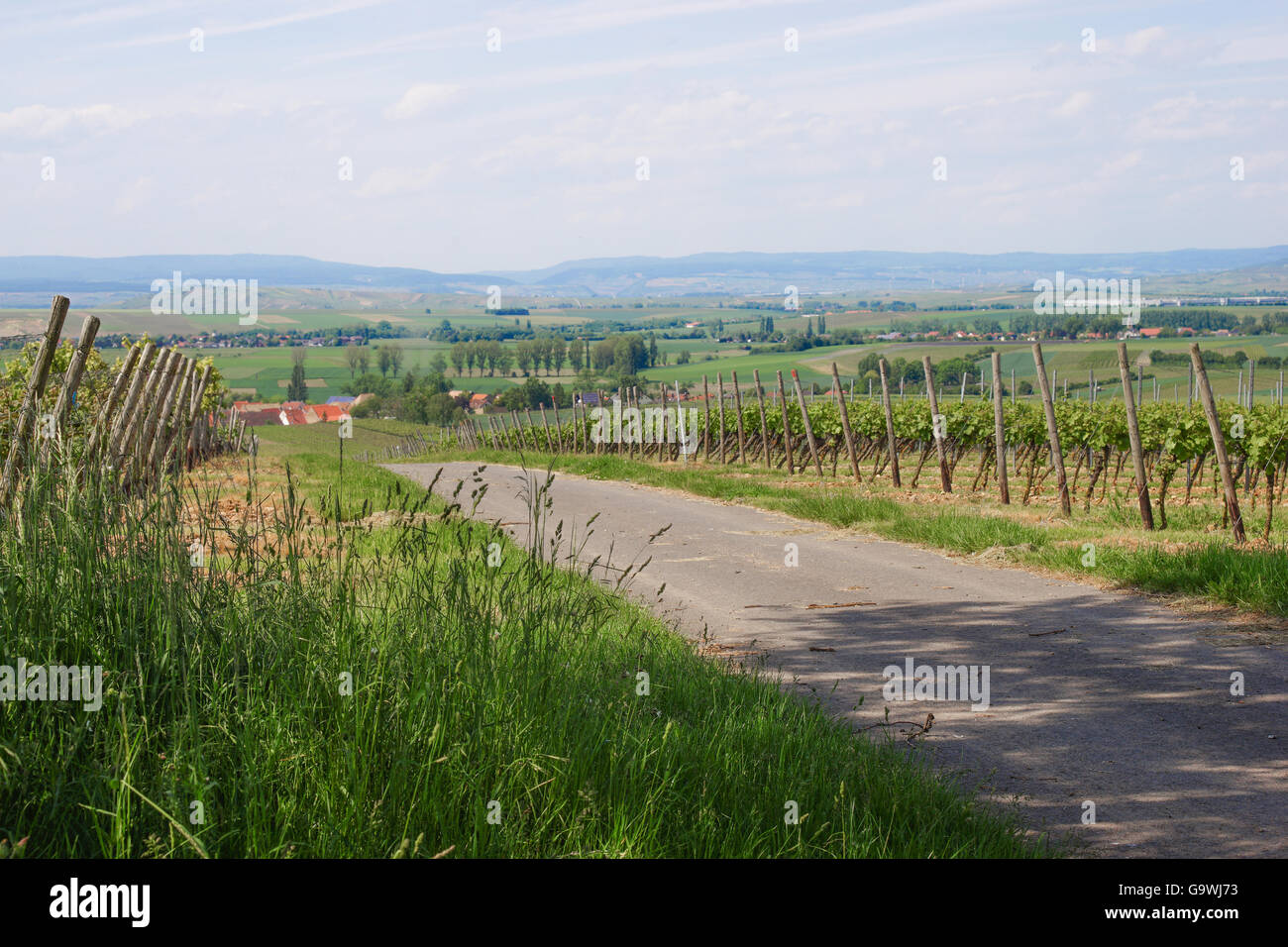 Germanys greatest winegrowing area rhine-hesse in springtime Stock Photo