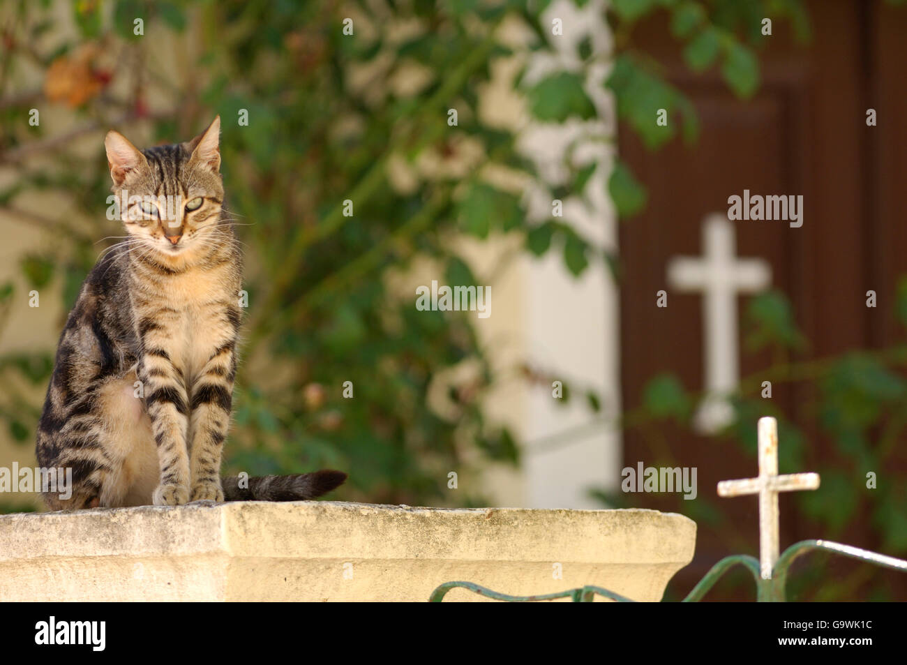 Cat on Church Wall Stock Photo