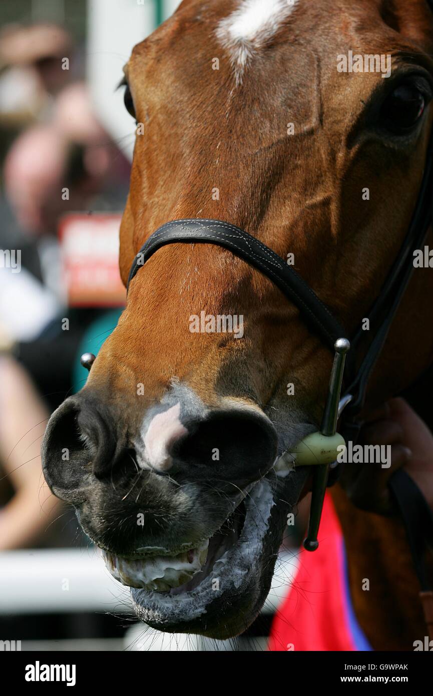 Horse Racing - Betfred Gold Cup Meeting - Sandown Park Stock Photo - Alamy
