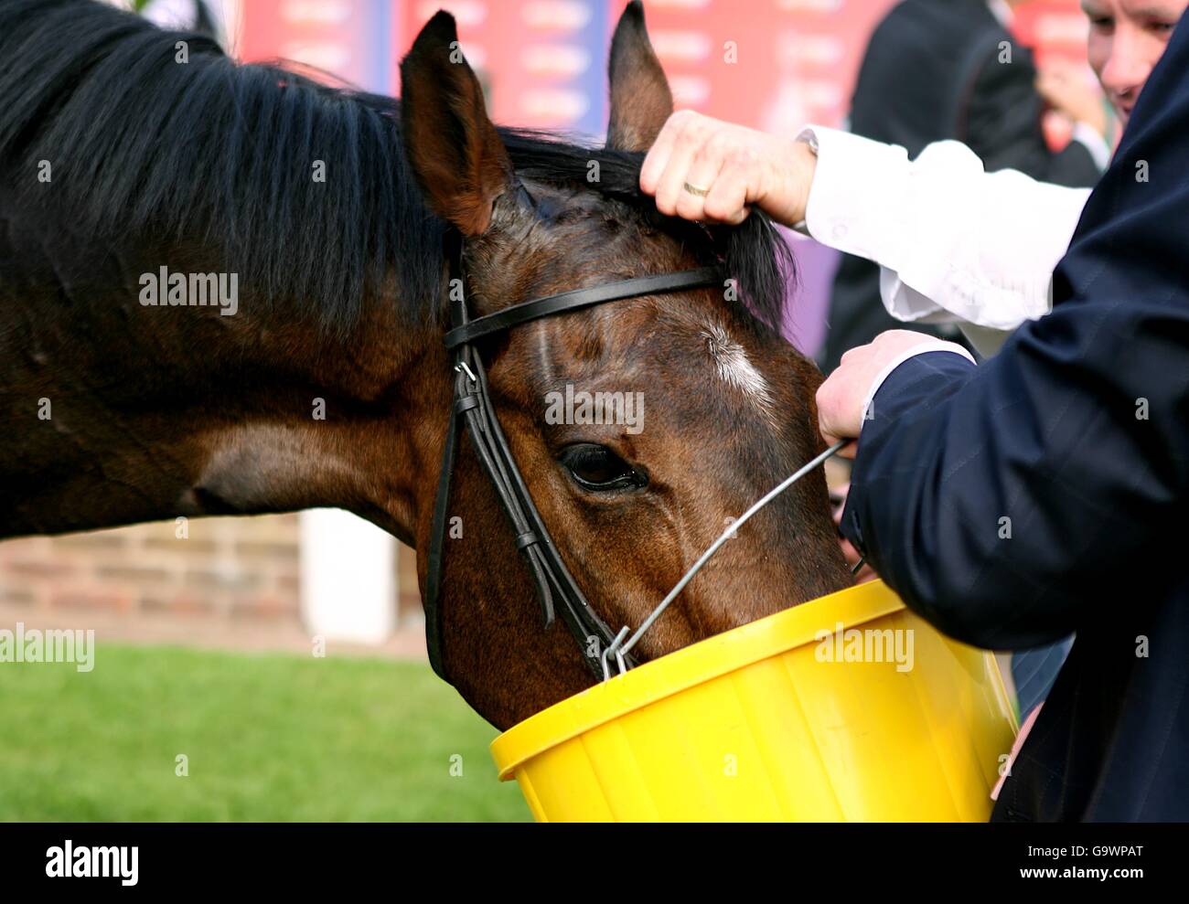 Horse Racing - Betfred Gold Cup Meeting - Sandown Park Stock Photo - Alamy