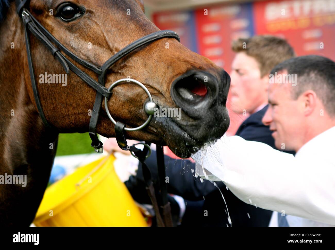 Horse Racing - Betfred Gold Cup Meeting - Sandown Park Stock Photo - Alamy