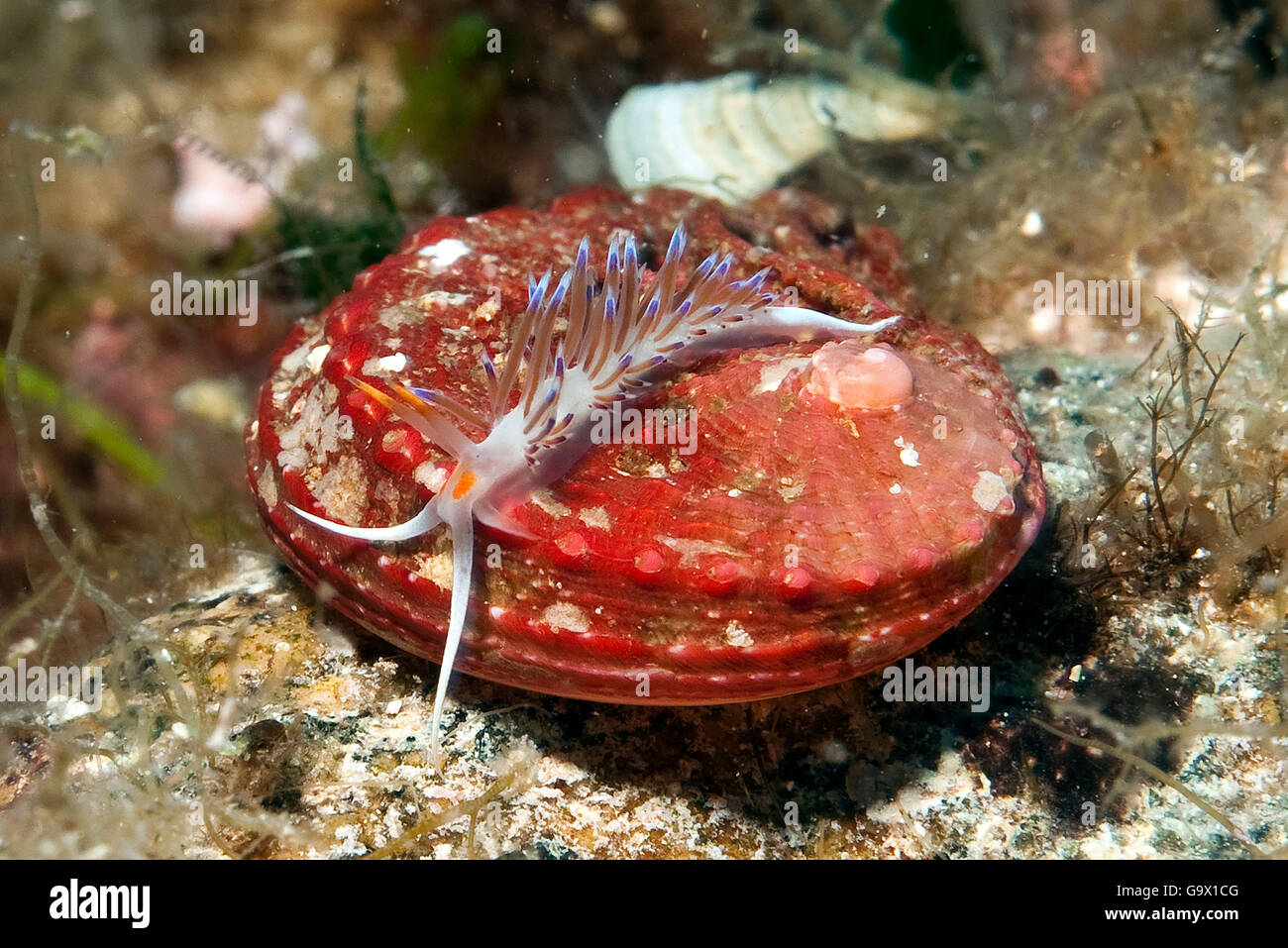 tricolor nudibranch, cratena sea slug, mediterranean / (Cratena peregrina) Stock Photo