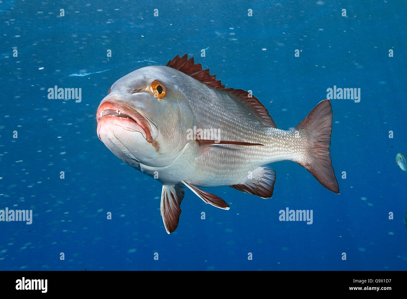 Mangrove Red Snapper, Yap, Micronesia, west-pacific / (Lutjanus argentimaculatus) Stock Photo