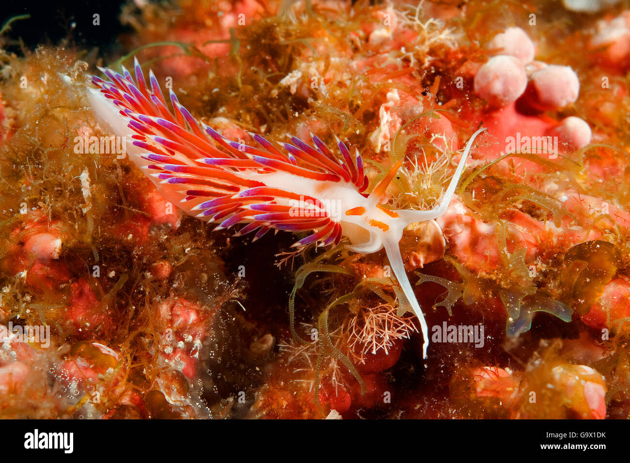 tricolor nudibranch, cratena sea slug, mediterranean / (Cratena peregrina) Stock Photo