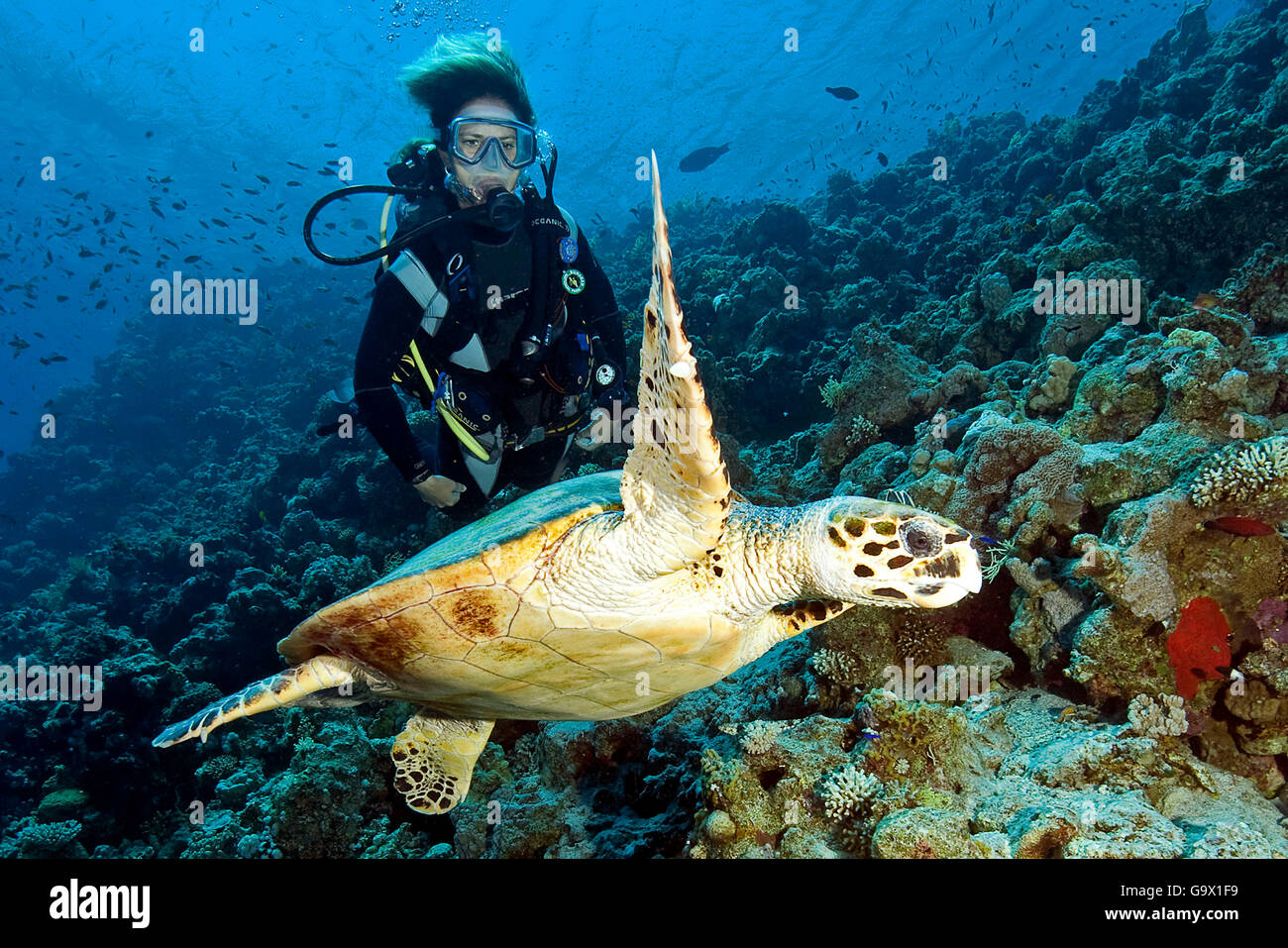 scuba diver and Hawksbill turtle, Dahab, Sinai, Egypt, Gulf of Aqaba ...