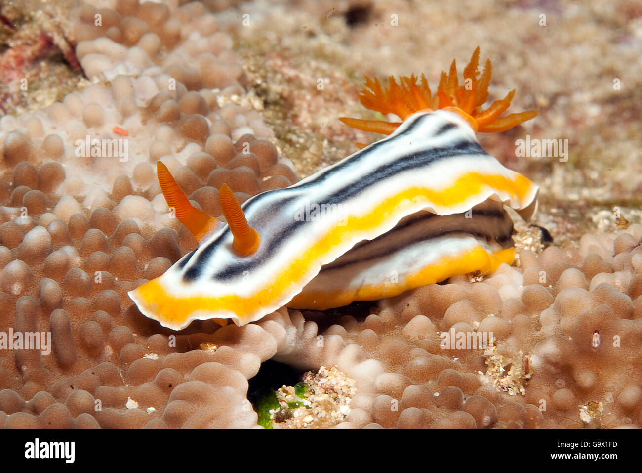 Pyjama Nudibranch, Red Sea / (Chromodoris quadricolor) Stock Photo