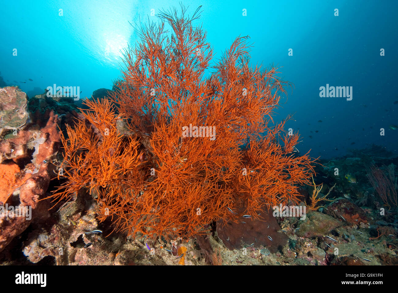 Black Coral, Molukkes, Indonesia, Asia, Pacific / (Antipathes dichotoma) Stock Photo