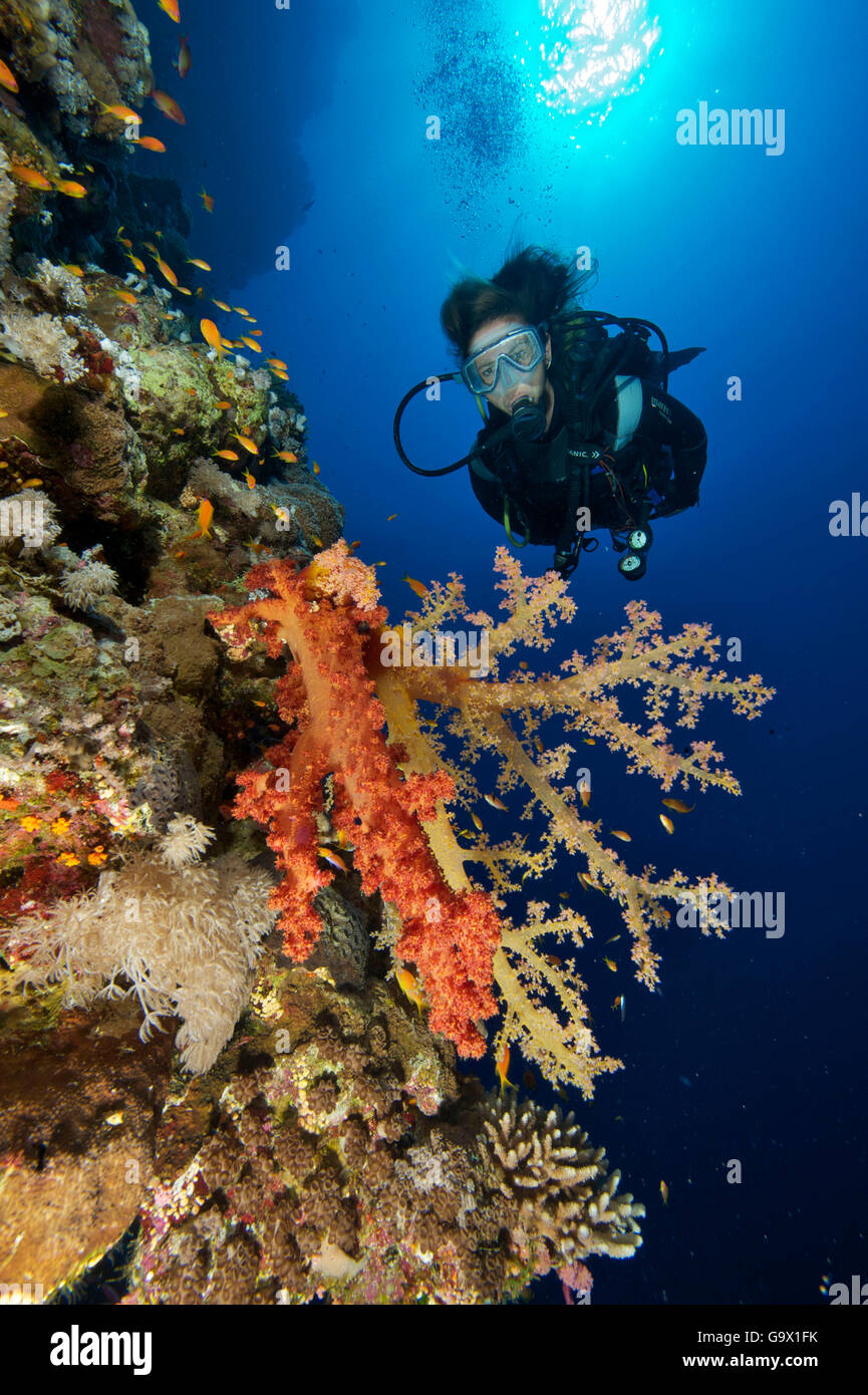 diver and soft coral, Dahab, Sinai, Egypt, Africa, Gulf of Aqaba, Red Sea Stock Photo