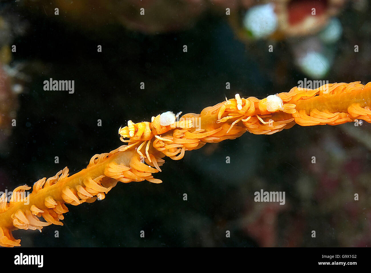 Whip Coral Shrimp, Philippines, Asia / (Pontonides unciger) Stock Photo