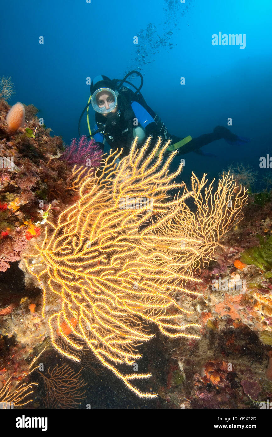 diver and mediterranean fan coral, yellow gorgonian, Marettimo, Egadi islands, Sicily, Italy, Europe, Mediterranean Sea / (Eunicella cavolinii) Stock Photo
