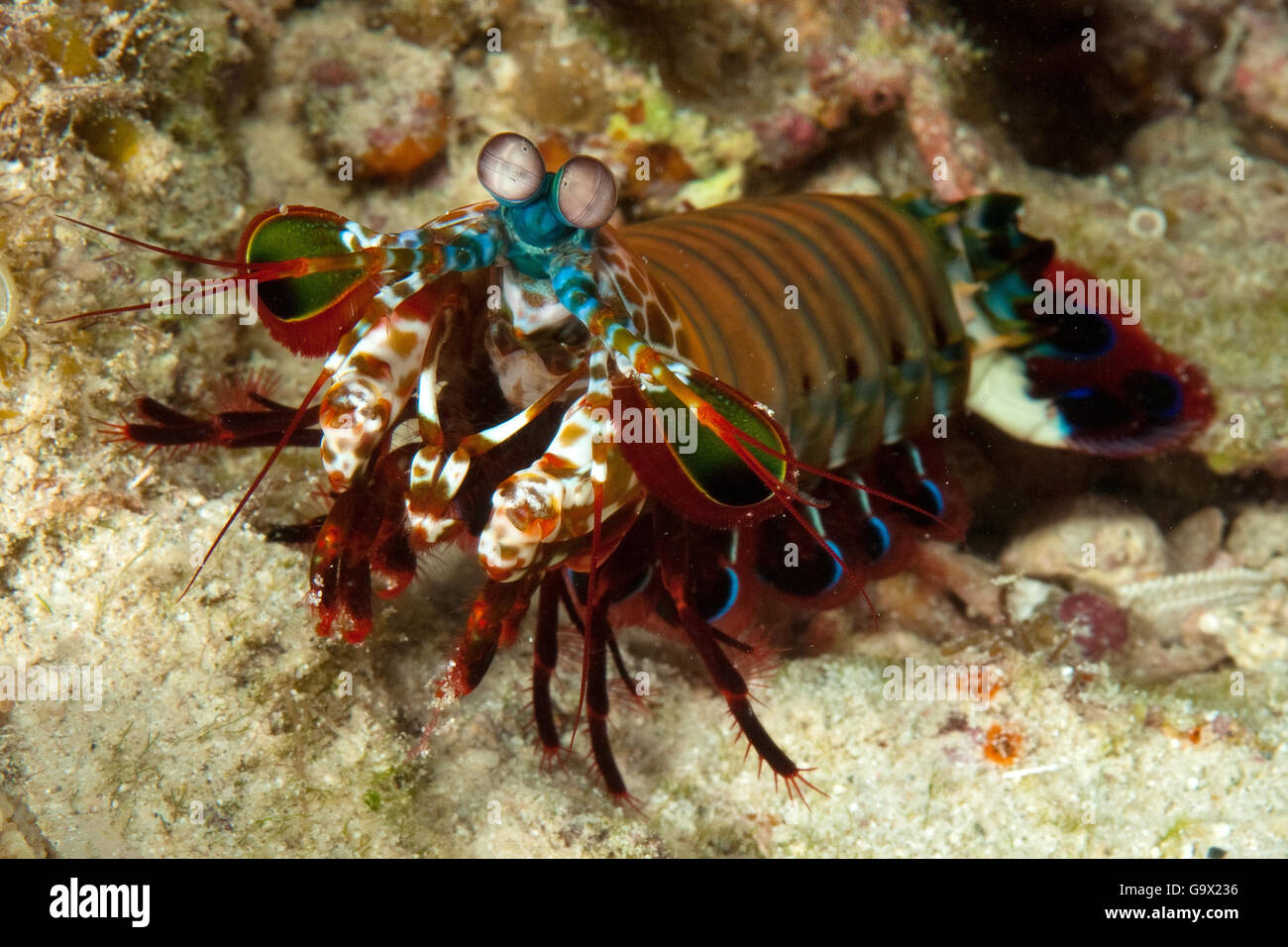 Peacock mantis shrimp, indopacific / (Odontodactylus scyllarus) Stock Photo