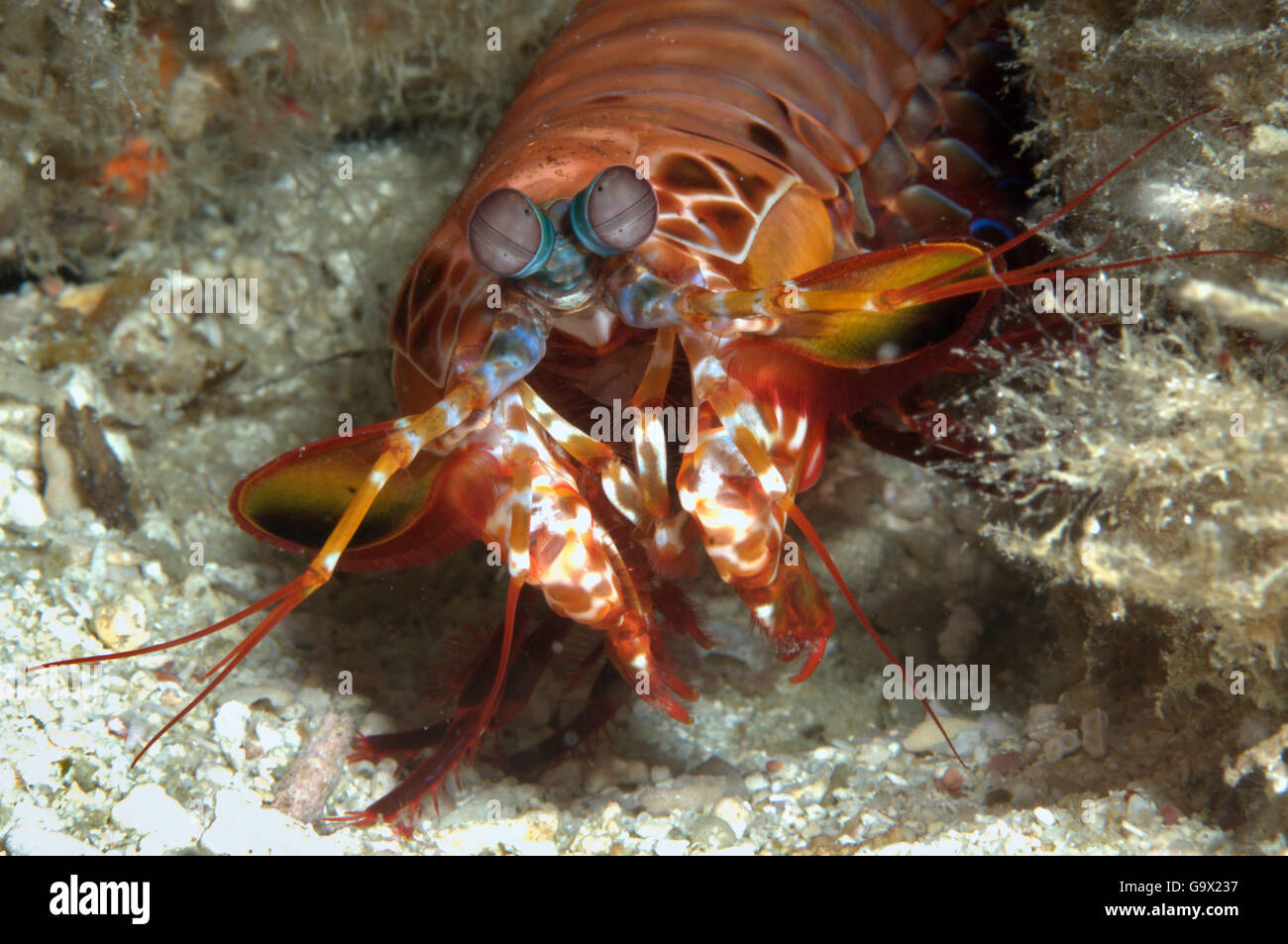 Peacock mantis shrimp, indopacific / (Odontodactylus scyllarus) Stock Photo
