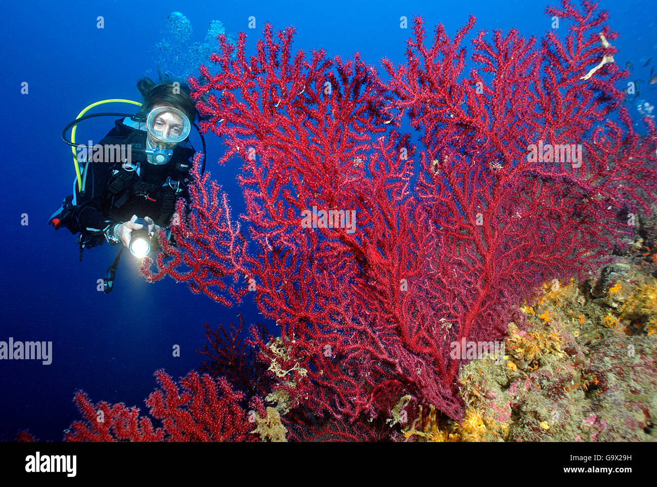 diver and mediterranean fan coral, marine nationalpark Portofino, Ligury, Italy, Europe, Mediterranean Sea / (Paramuricea clavata) Stock Photo