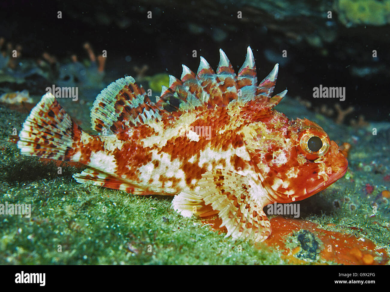 small red scorpion fish / (Scorpaena notata) Stock Photo