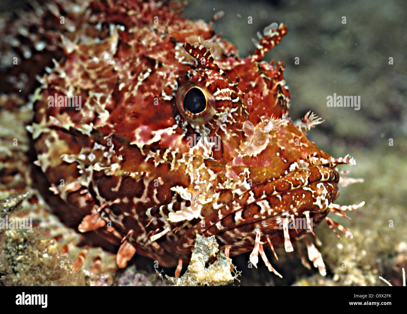 head of largescaled red scorpionfish, Gozo, Malta, Europe, Mediterranean Sea / (Scorpaena scrofa) Stock Photo