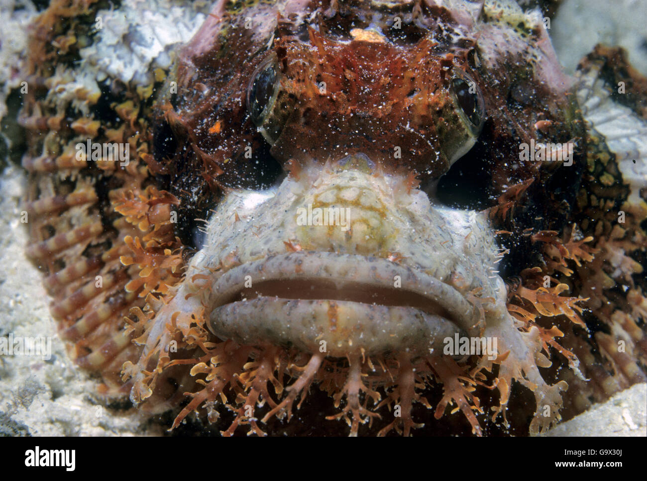 bearded dragonhead, Maldives, Asia, Indian Ocean / (Scorpaenopsis barbatus) Stock Photo