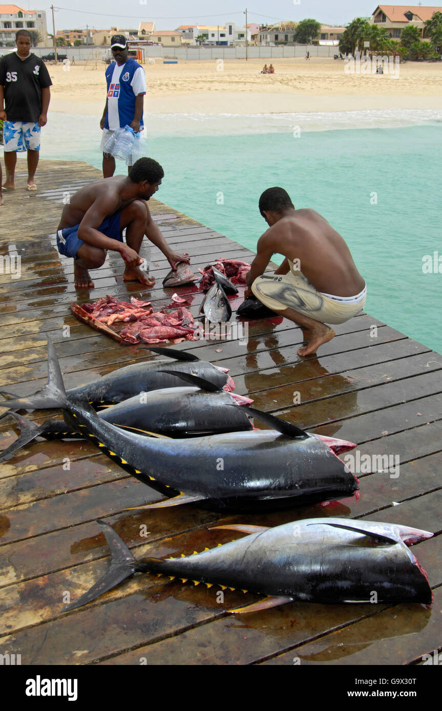 Fisher with yellow fin tuna, Cape Verde, Atlantic / (Thunnus albacares